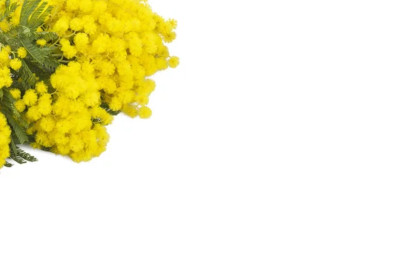 Mimosa symbol of Women's Day — Stock Photo, Image