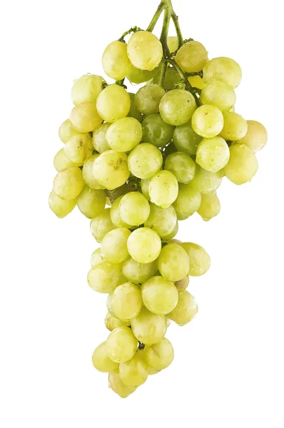 新鲜葡萄与滴 — 图库照片