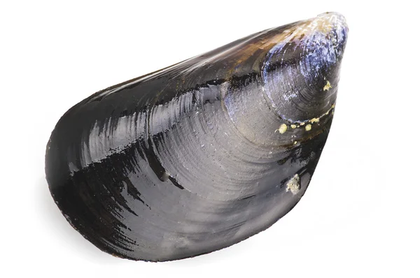 Siyah midye — Stok fotoğraf