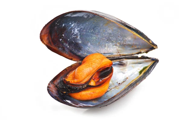 Svart mussla — Stockfoto
