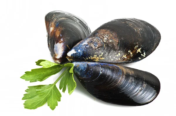 Black mussels — Stock Photo, Image