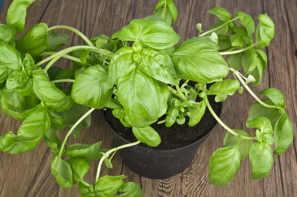 stock image Plant of basil