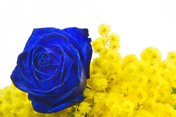 Blaue Rose und Mimosen — Stockfoto