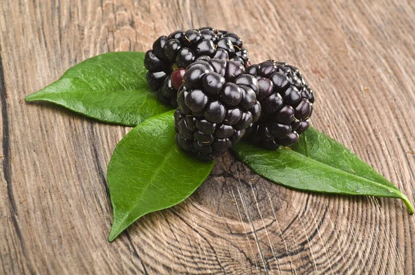 잎 blackbarry — 스톡 사진