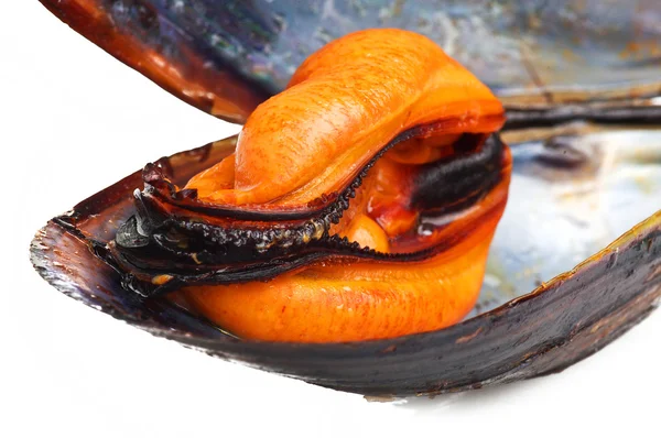 Svart mussla — Stockfoto