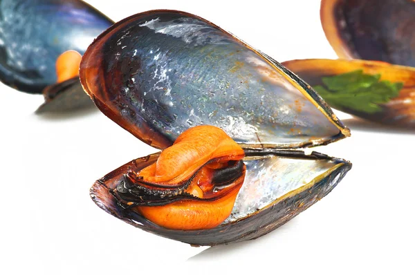 Black mussel — Stock Photo, Image
