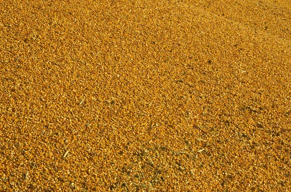 Yellow corn — Stock Photo, Image