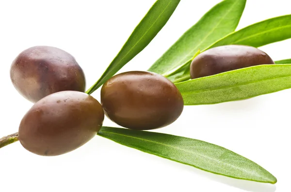 Větev s olivami — Stock fotografie
