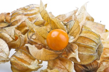 Physalis