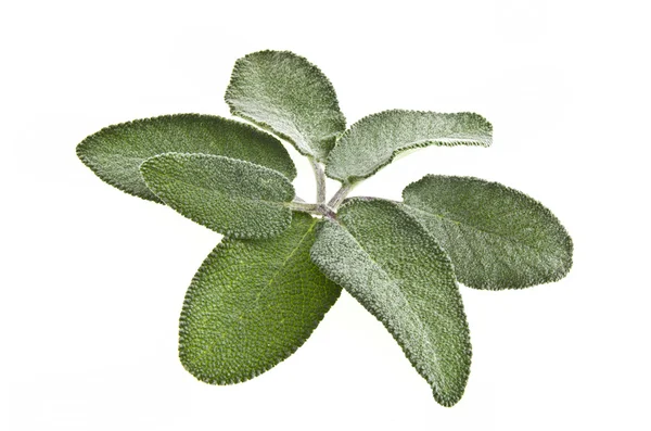 Зелене листя шавлії — стокове фото