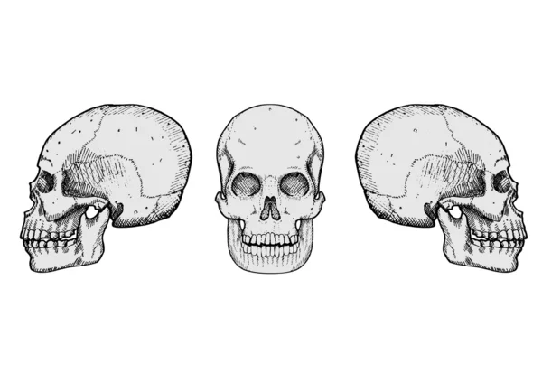 頭蓋骨のベクトル — ストックベクタ