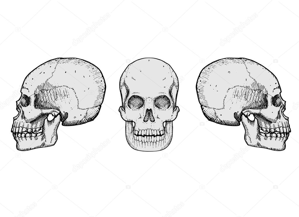 Skulls vector