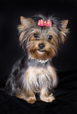 Yorkshire terrier clipart