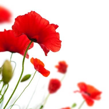 Poppies isolated on white clipart