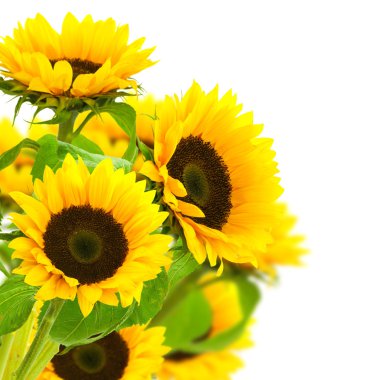 Sunflowers border clipart