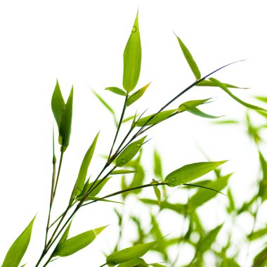 Bamboos over a white background clipart