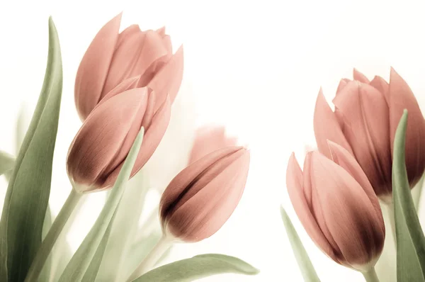 Old-fashioned Tulips — Stock Photo, Image