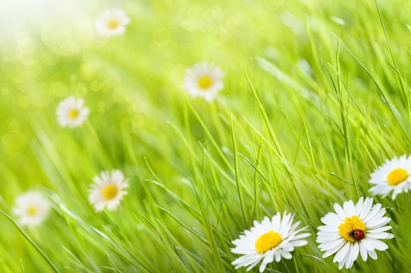 Green background - daisies flowers — Stock Photo, Image