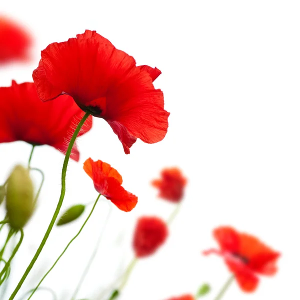 Poppies isolated on white — Stock Photo, Image