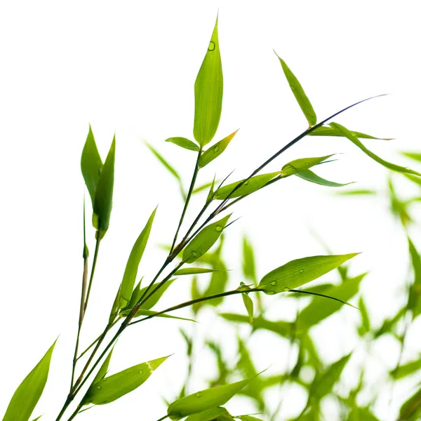 Bambusse auf weißem Hintergrund — Stockfoto