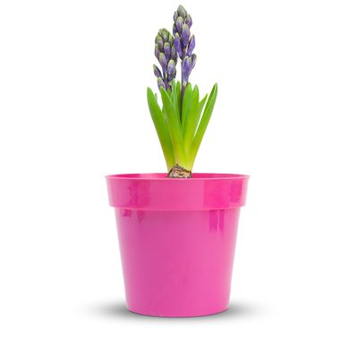 Hyacinth clipart