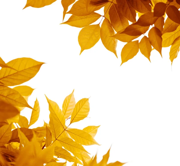 Folhas de outono sobre branco, estação de outono — Fotografia de Stock