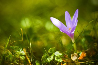 colchicum autumnale, sonbahar crocus, çayır safran