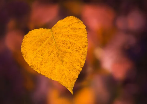 stock image From autumn with love