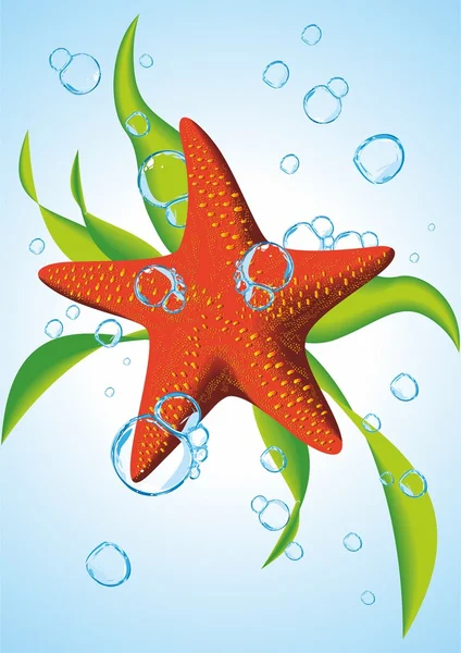 Starfish. Vector illustration. — Stock Vector