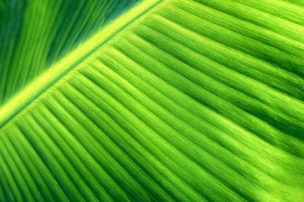 stock image Green leaf