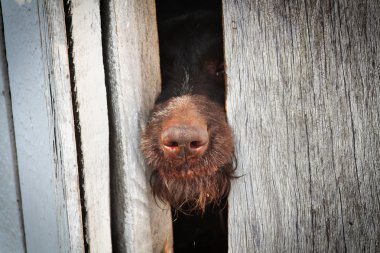 Brown dog locked in wood cage clipart