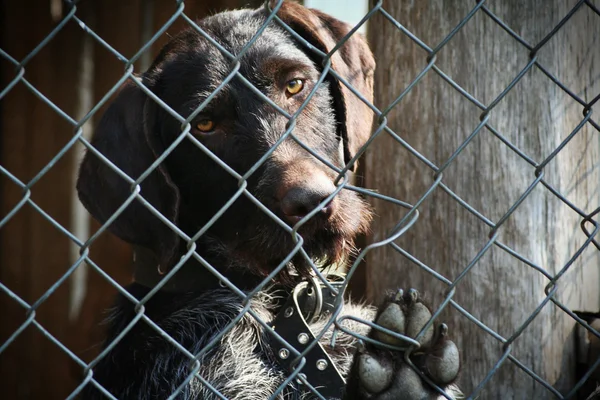 Bruine hond opgesloten in een kooi — Stockfoto