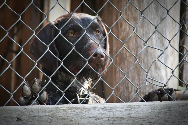 Brauner Hund in Käfig gesperrt — Stockfoto