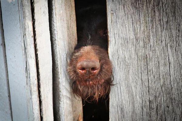 stock image Brown dog locked in wood cage