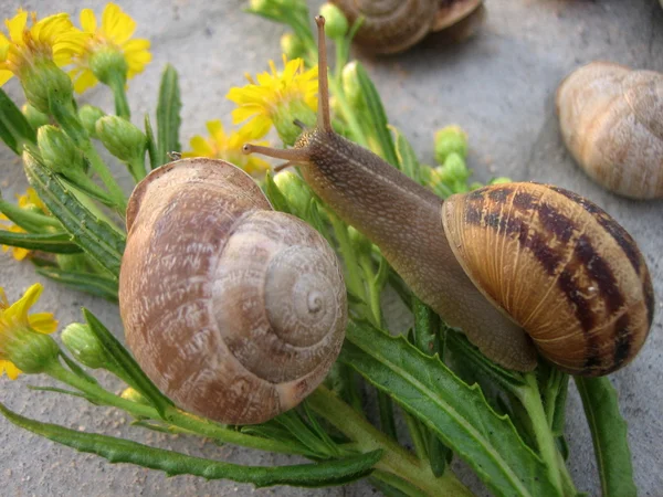 stock image Couple in love snails