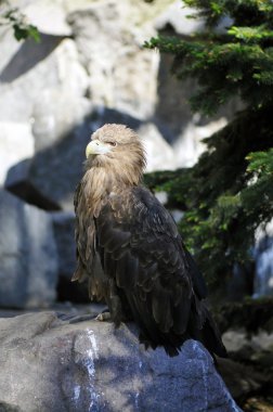 Eagle portresi