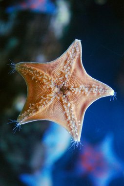 Starfish gelegen op glas van een aquarium