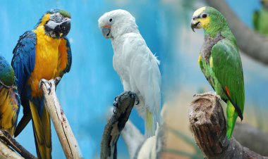 3 parrots clipart