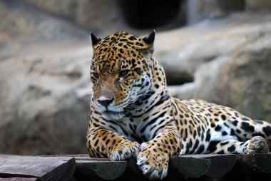 leopar portre