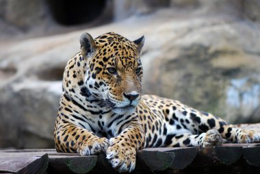 leopar portre