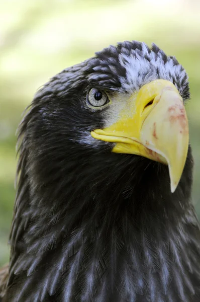 Cabeça de águia — Fotografia de Stock