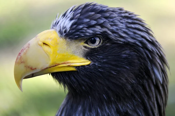Head of eagle — Stock Photo, Image