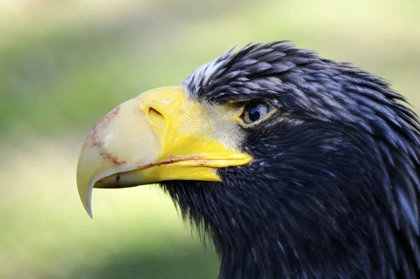 鹰的头 — 图库照片