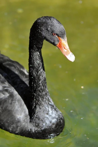Vrouwelijke mallard duck op het meer — Stockfoto