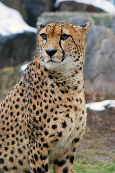 Retrato de un guepardo — Foto de Stock
