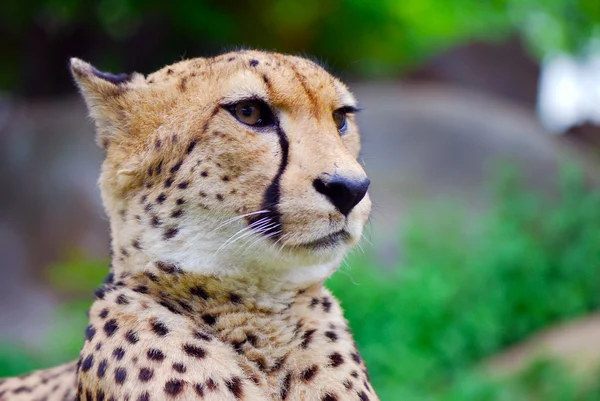 Portrait of a cheetah — Stock Photo, Image