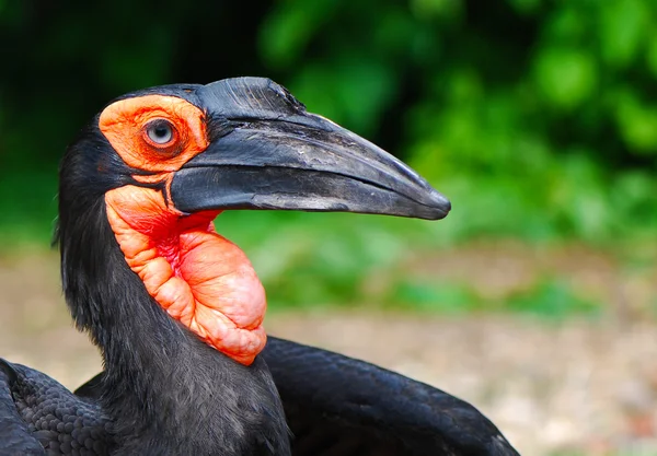 남쪽 지상 Hornbill; Bucorvus Leadbeateri; 남아프리카 공화국 — 스톡 사진