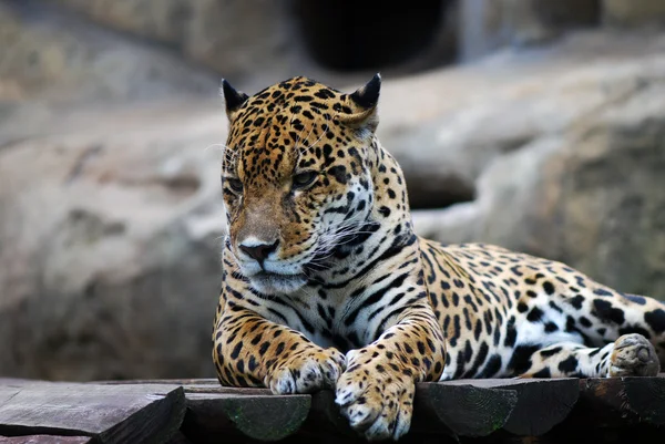 Leopard Portrait — Stock Photo, Image