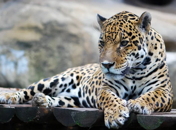 Retrato de leopardo — Fotografia de Stock