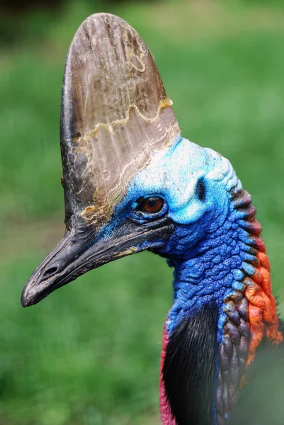 Southern cassowary — Stock fotografie